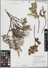 Foto von Salix hastata L.
